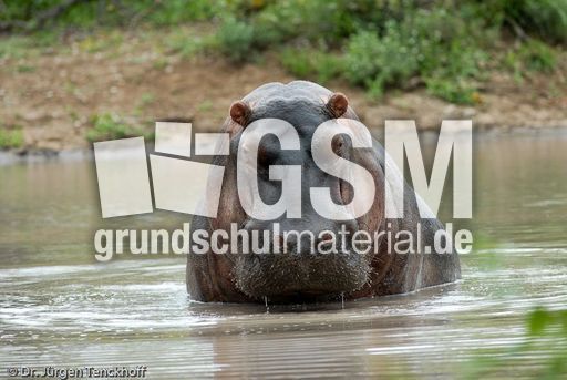 Flusspferd (71 von 104).jpg